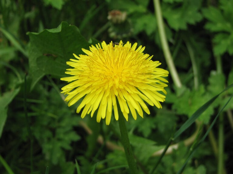 spring cleanse article by Linda Woolven and Ted Snider in VISTA magazine