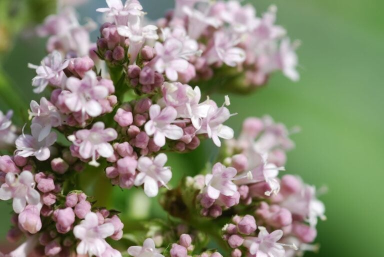 valerian helps the toughest cases of insomnia including people on hemodialysis