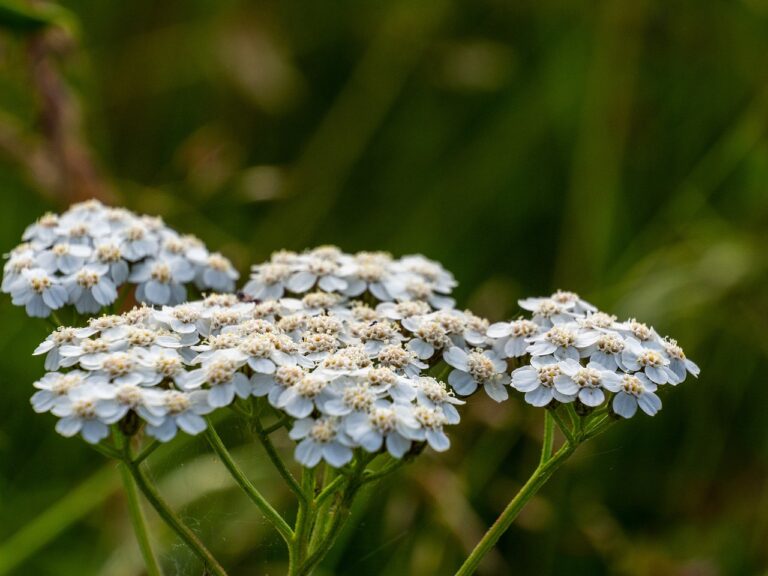 yarrow improves multiple sclerosis and MS relapses and delays disease progression